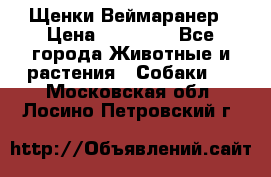 Щенки Веймаранер › Цена ­ 40 000 - Все города Животные и растения » Собаки   . Московская обл.,Лосино-Петровский г.